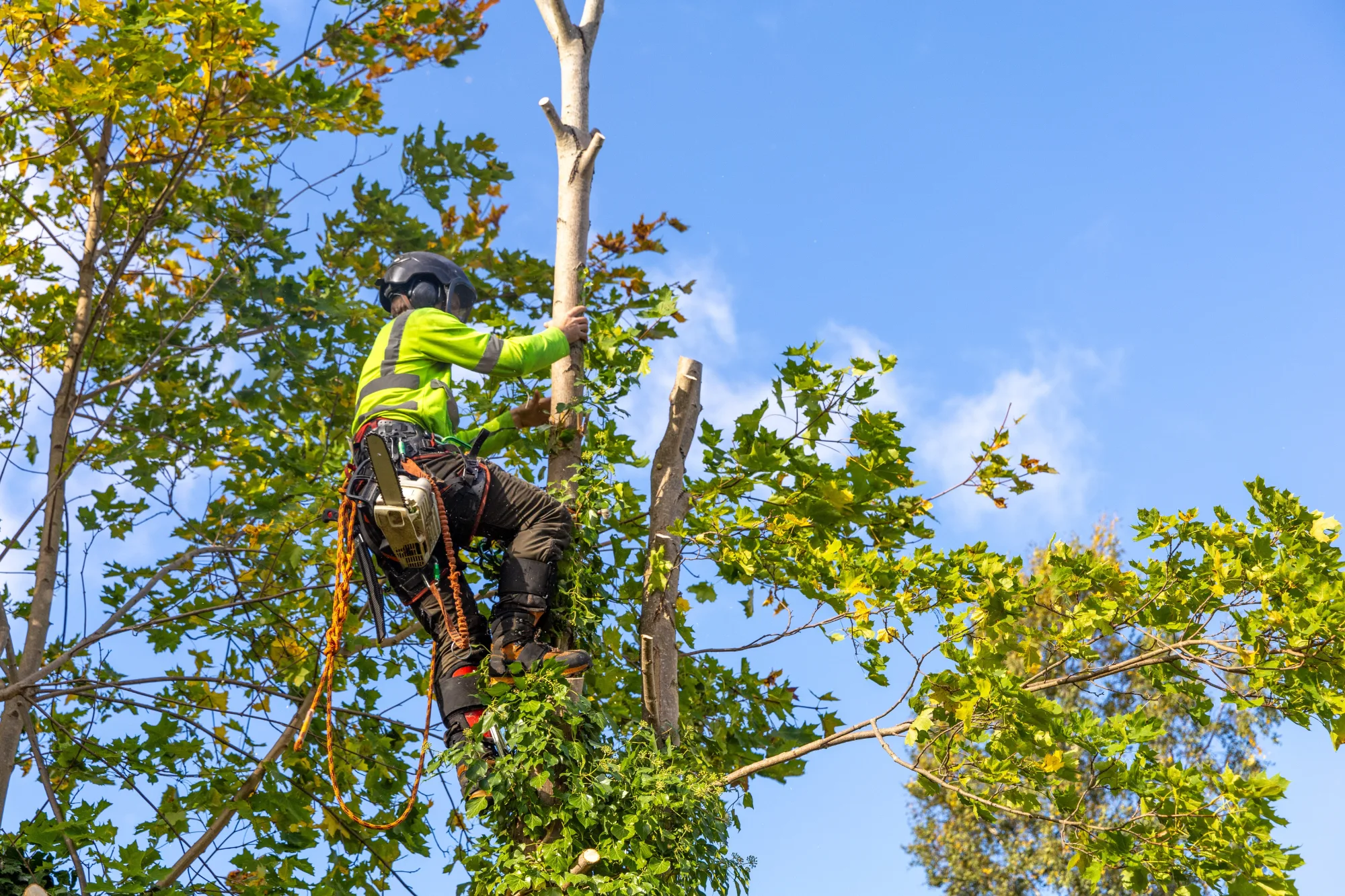 Tree lopping and pruning across the Manning Valley