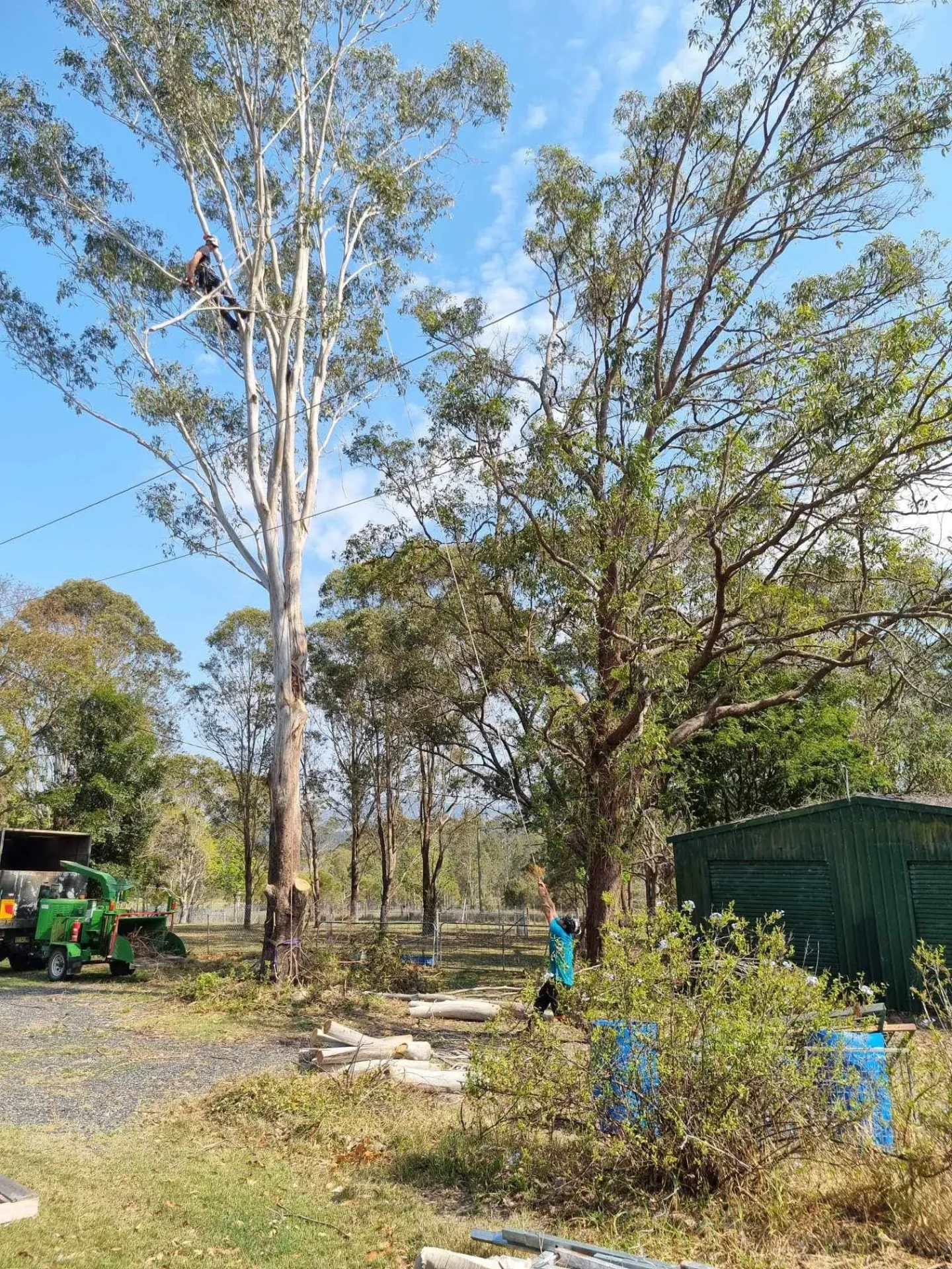 Tree crew pruning a large tree in Taree