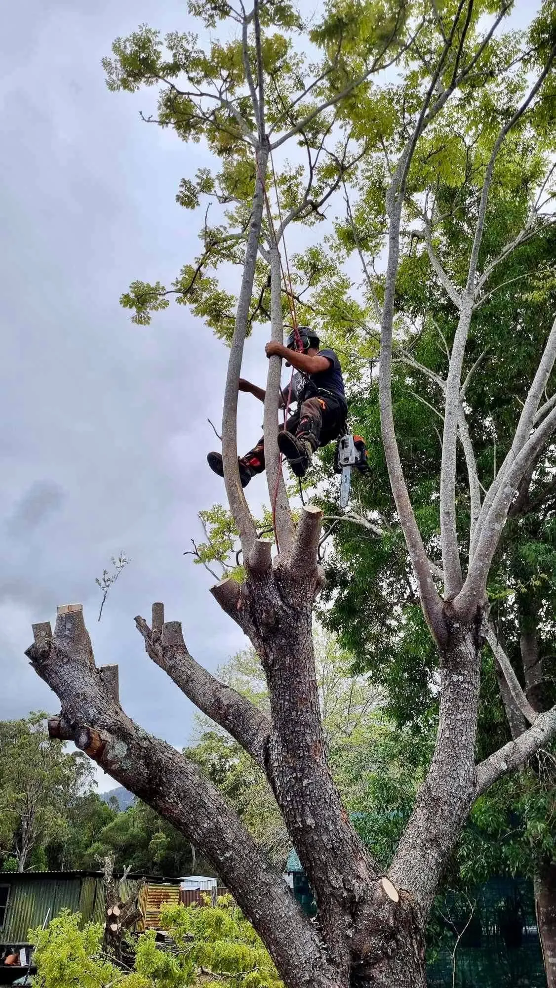 Careful branch pruning by the Manning Valley tree crew