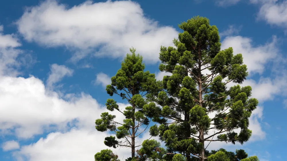 Manning Valley Tree Service across the Manning Valley