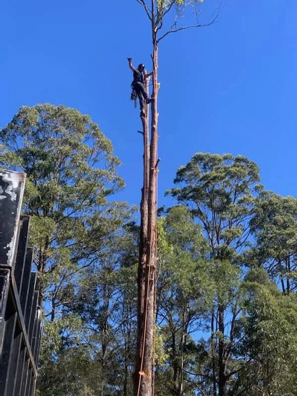 Manning Valley Tree Service tree crew on a job in the Manning Valley