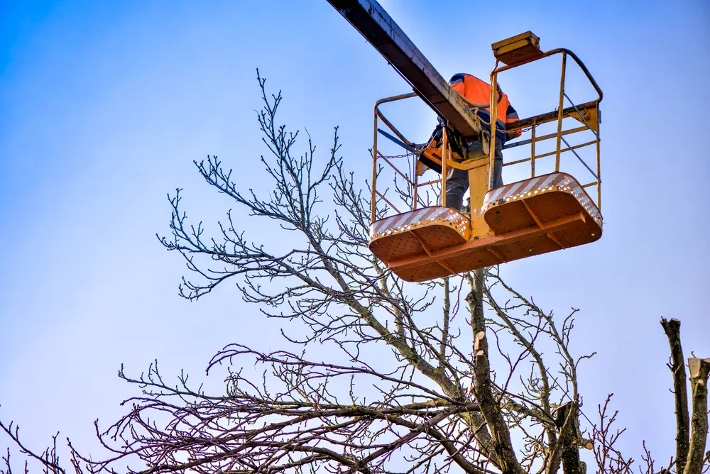Tree work in Laurieton