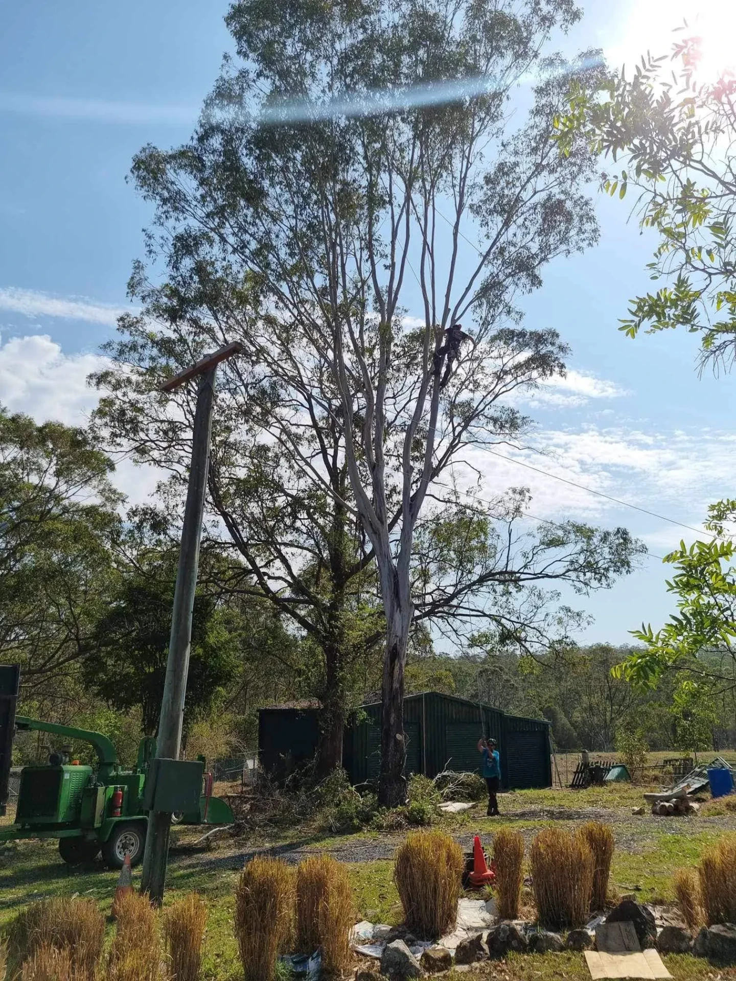 Tree pruning in Laurieton
