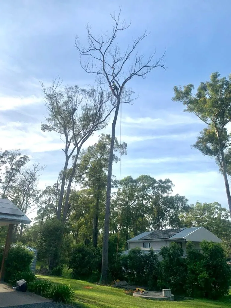 Hazard tree removal in Laurieton