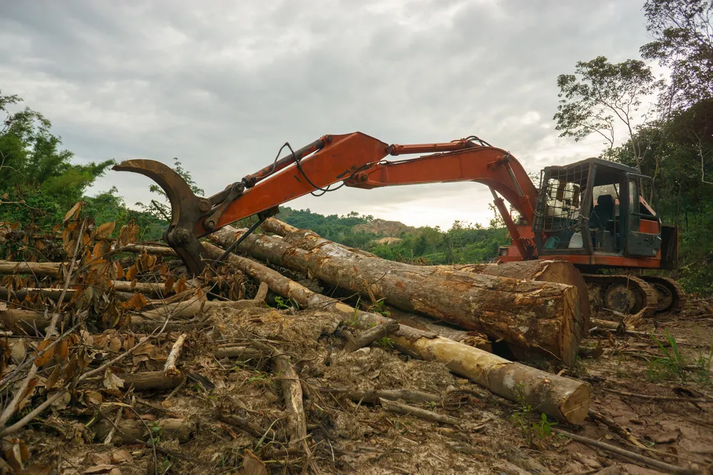 Land clearing in Laurieton