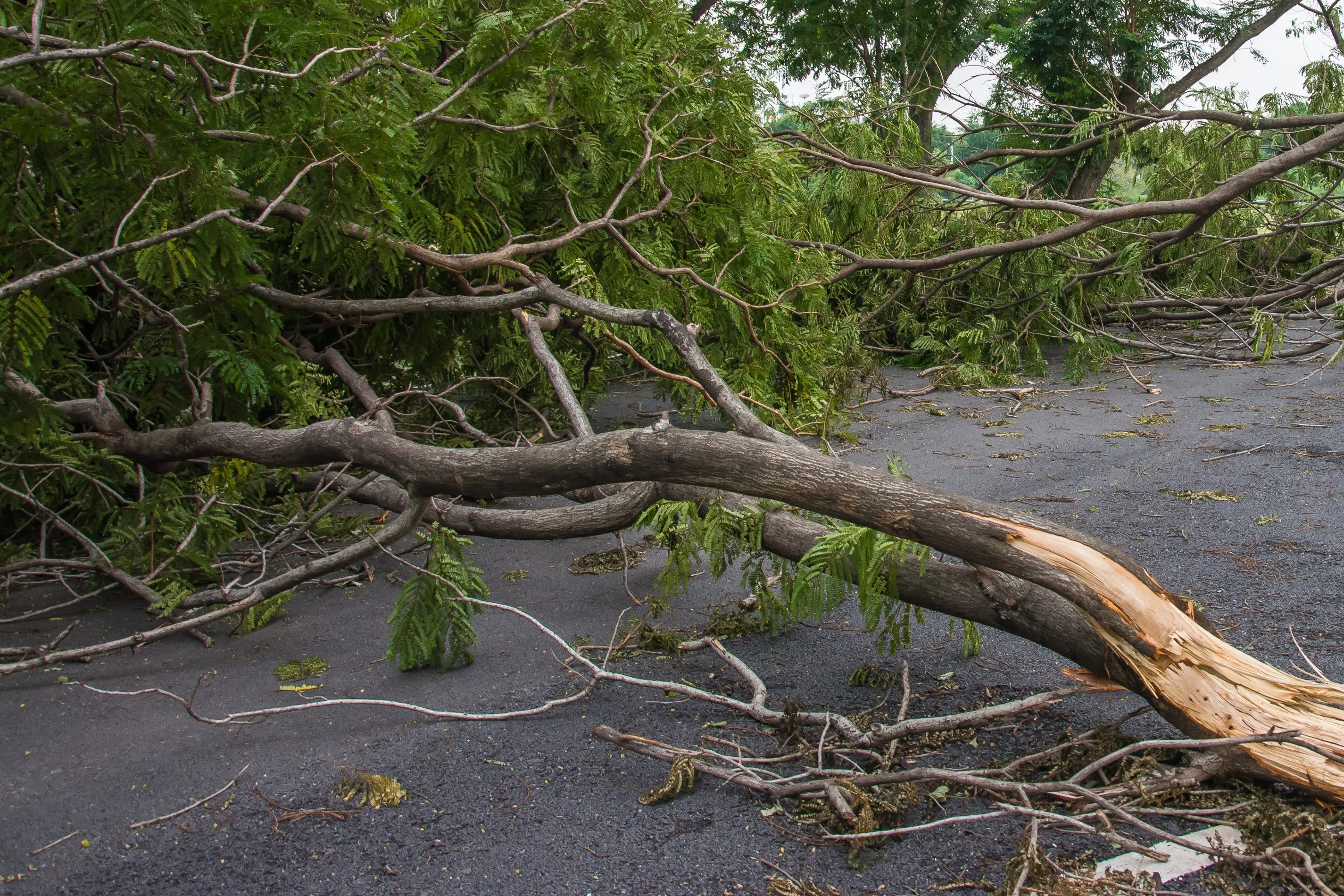 Storm damage clean-up in Laurieton