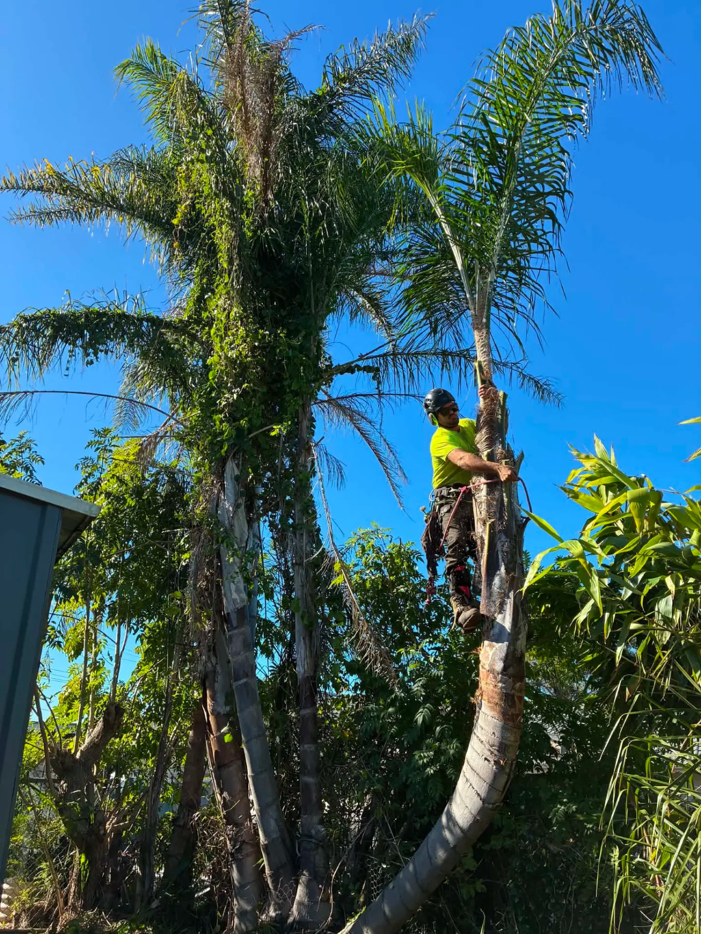 Tree and stump removal in Old Bar by Manning Valley Tree Service