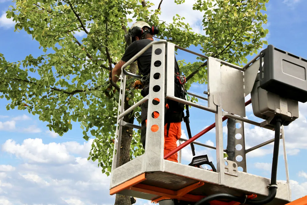 Tree work in Old Bar
