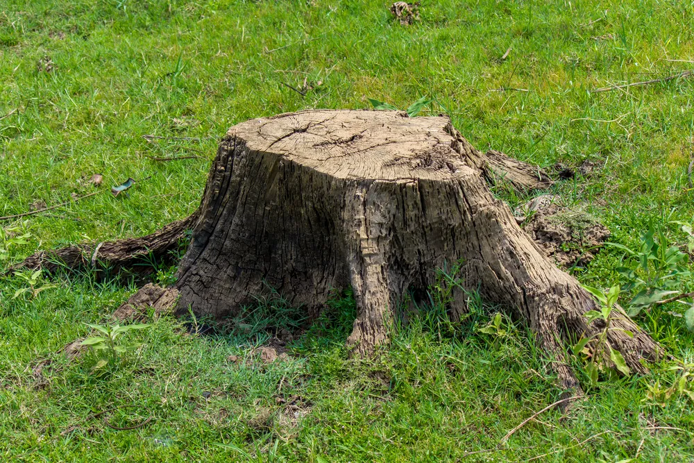 Tree and stump removal in Old Bar