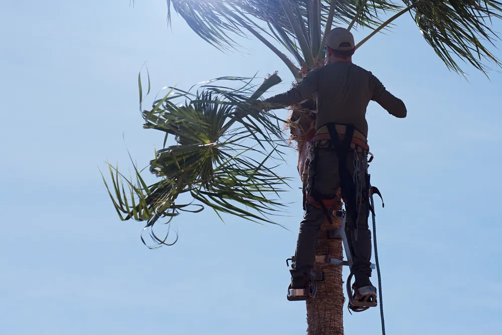 Tree pruning in Old Bar
